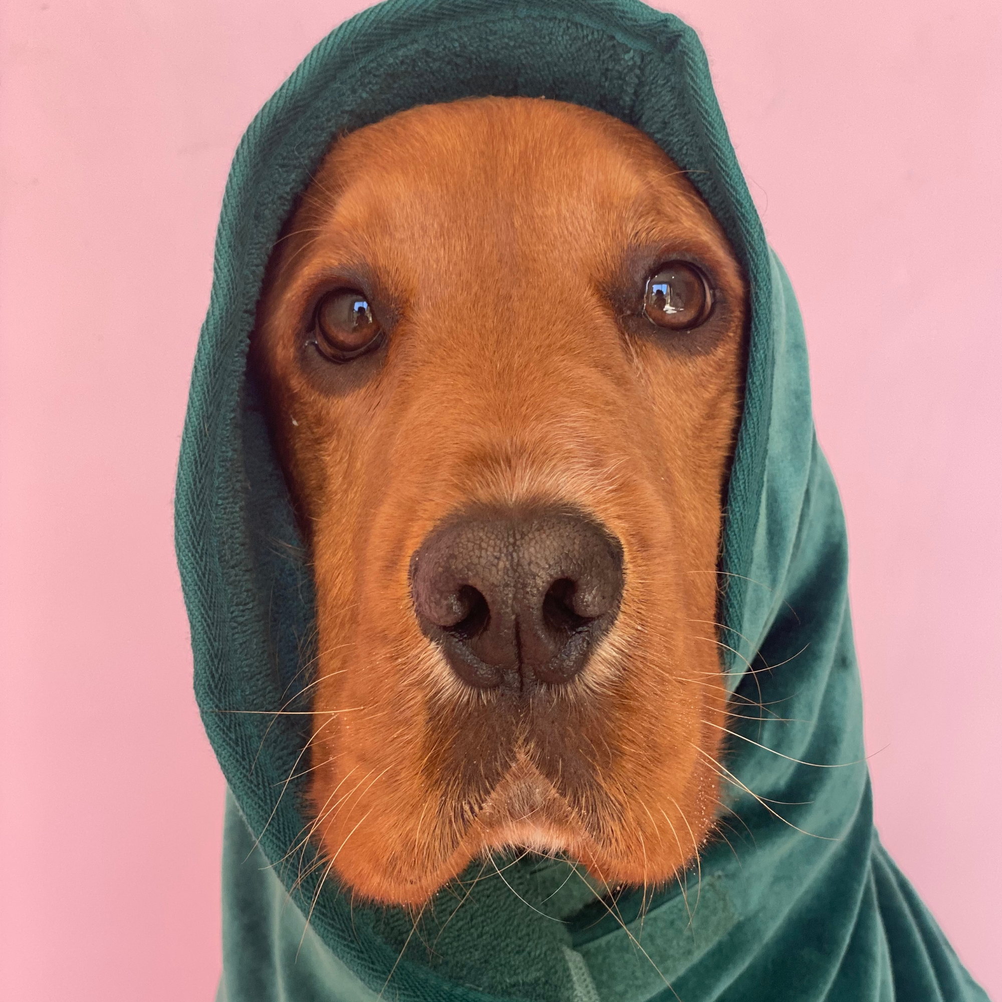 Dog Drying Robe